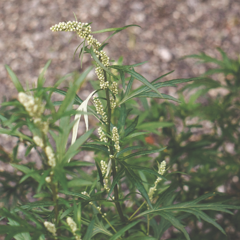 Mugwort in flower