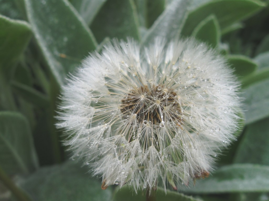 Weeds Are a Witch’s Best&nbsp;Friend