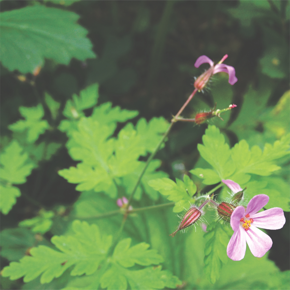 herb robert has ferny green leaves and tiny rosy pink flowers