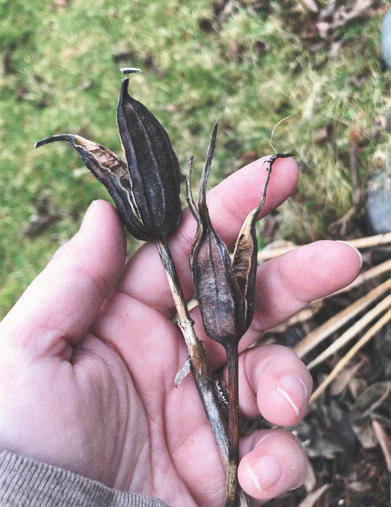 A woman's hand holding two shriveled stems with dried brown seed pods. The pods have cracked open and the seeds are gone.