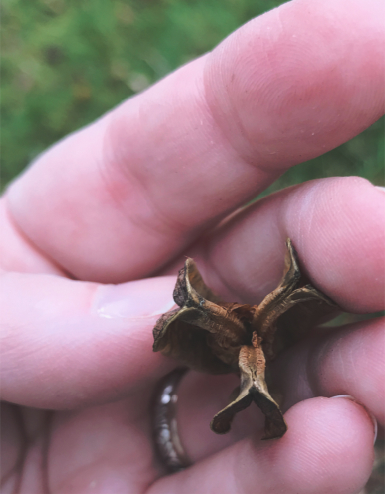 A woman's hand holding a dried out, empty seed pod so you can see it from the top.