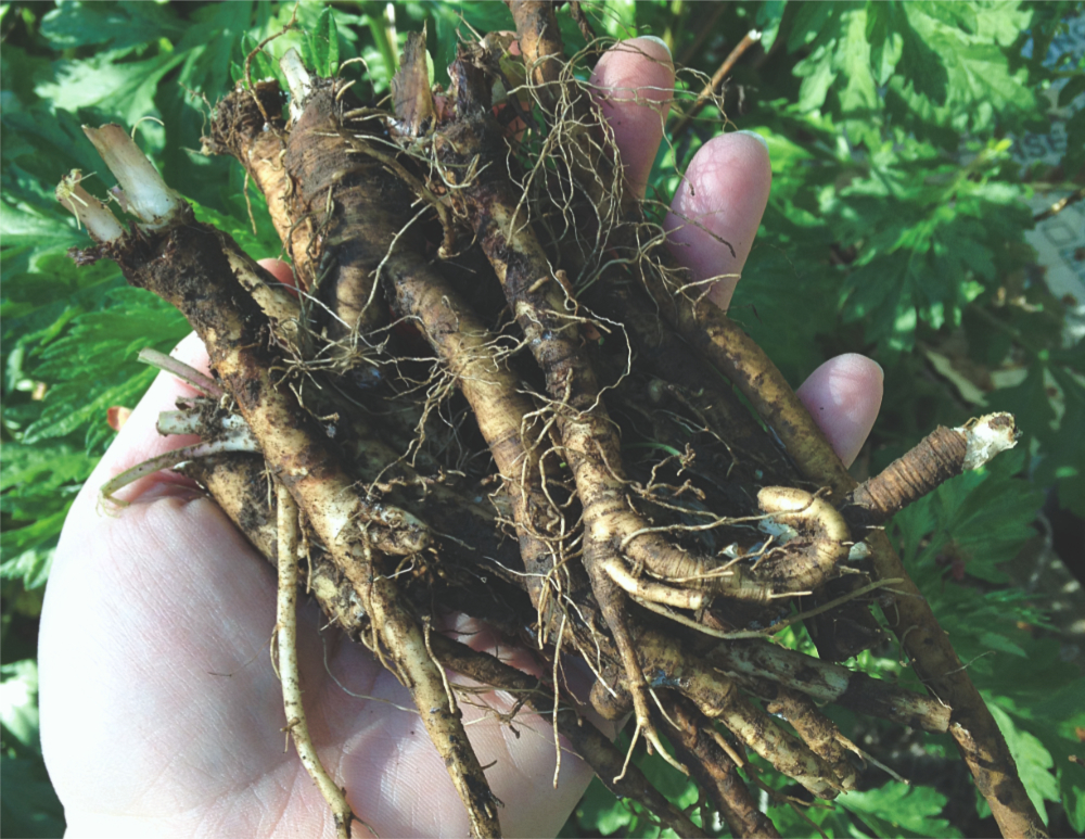 How to Gather Roots for Magick and&nbsp;Medicine