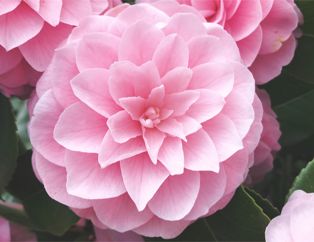 You Breathe Out, She Breathes In: A Plant&nbsp;Meditation