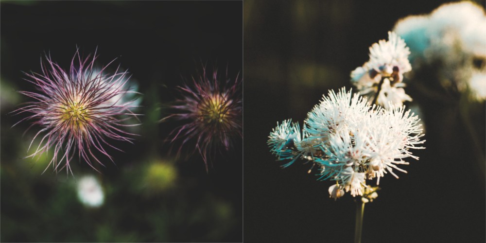 various weed seed heads