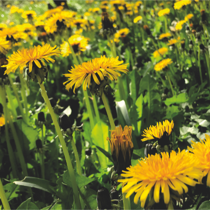dandelions in the grass