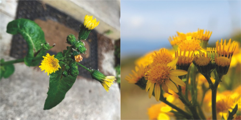 yellow weeds who are often mistaken for dandelion