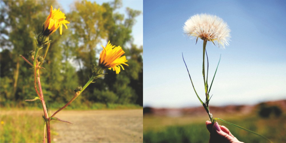 two large flowered weeds often mistaken for dandelion