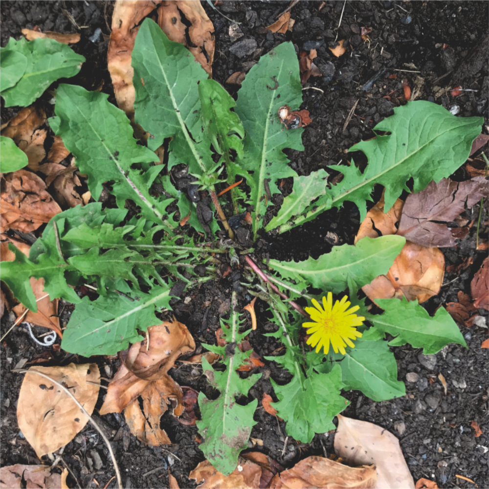 a rosette of dandelion leaves