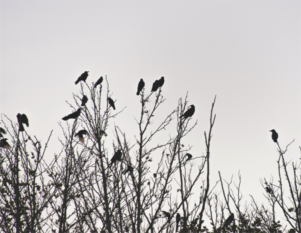several crows perch in the upper branches of bare trees