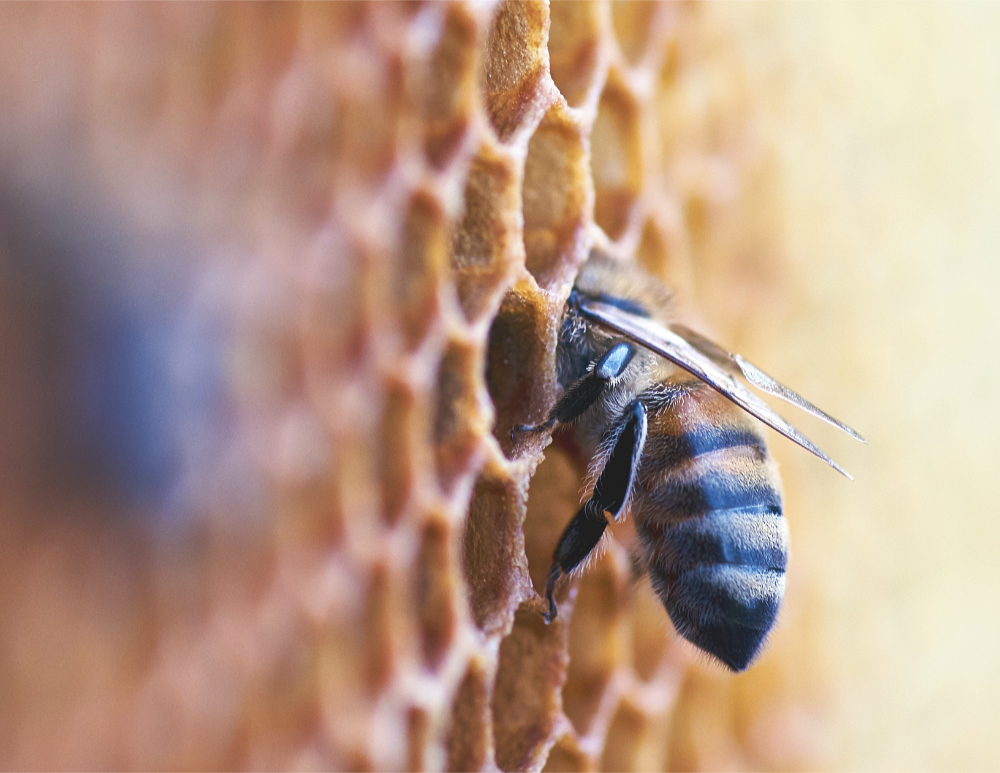 close up of a bee with their face in a honeycomb