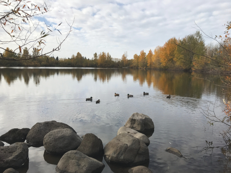 ducks on a smooth pond with autumn trees on the far shore