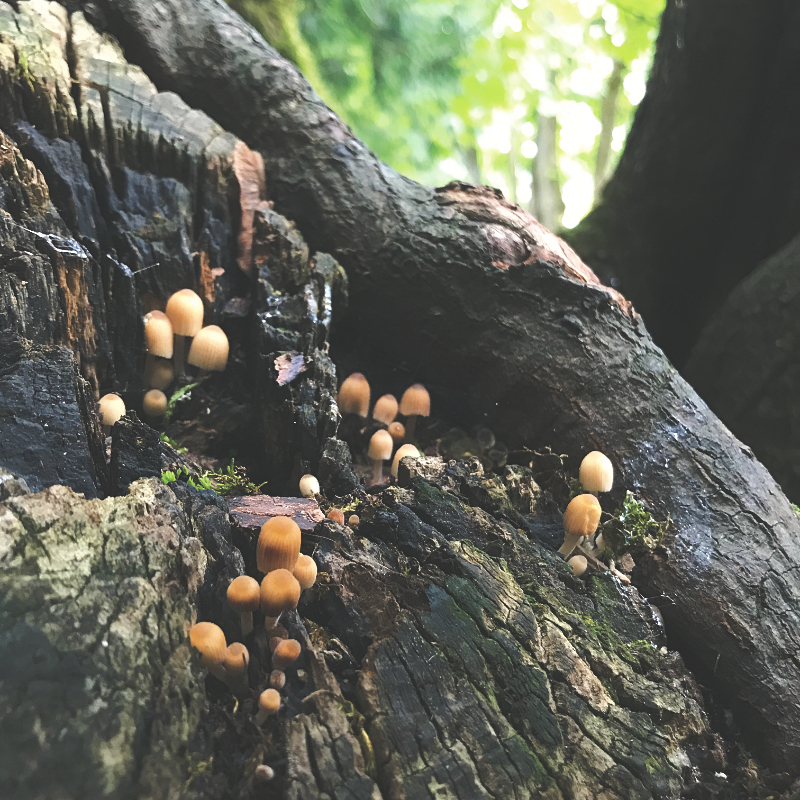 tiny mushrooms growing on a tree stump