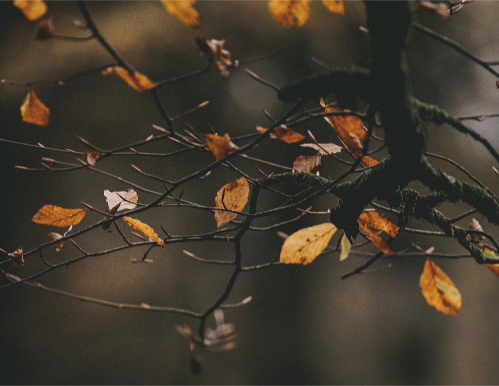 fall leaves against a dark background