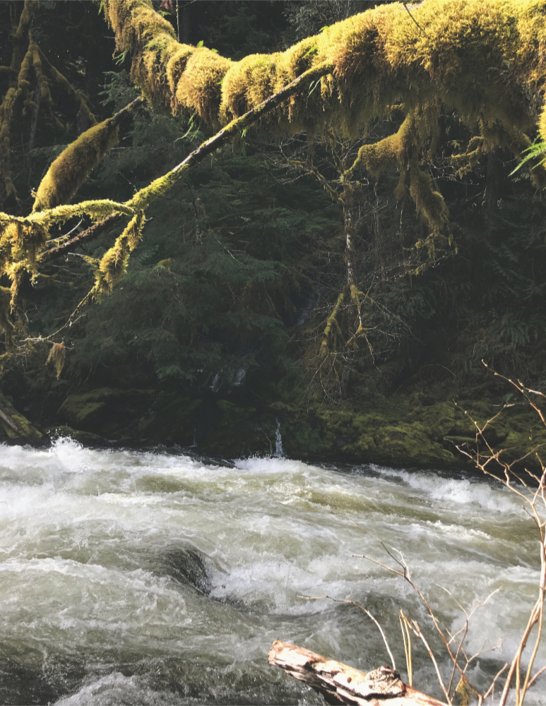 a fast moving river with dark evergreens on the shore