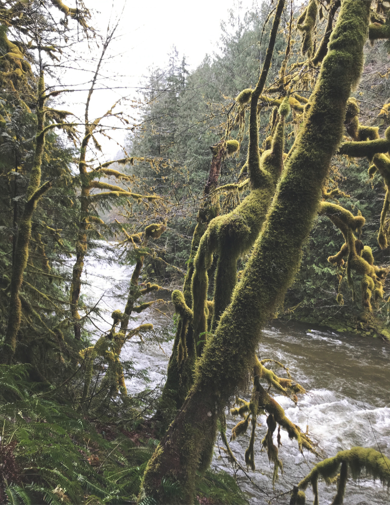Mossy tree trunks beside a fast moving river