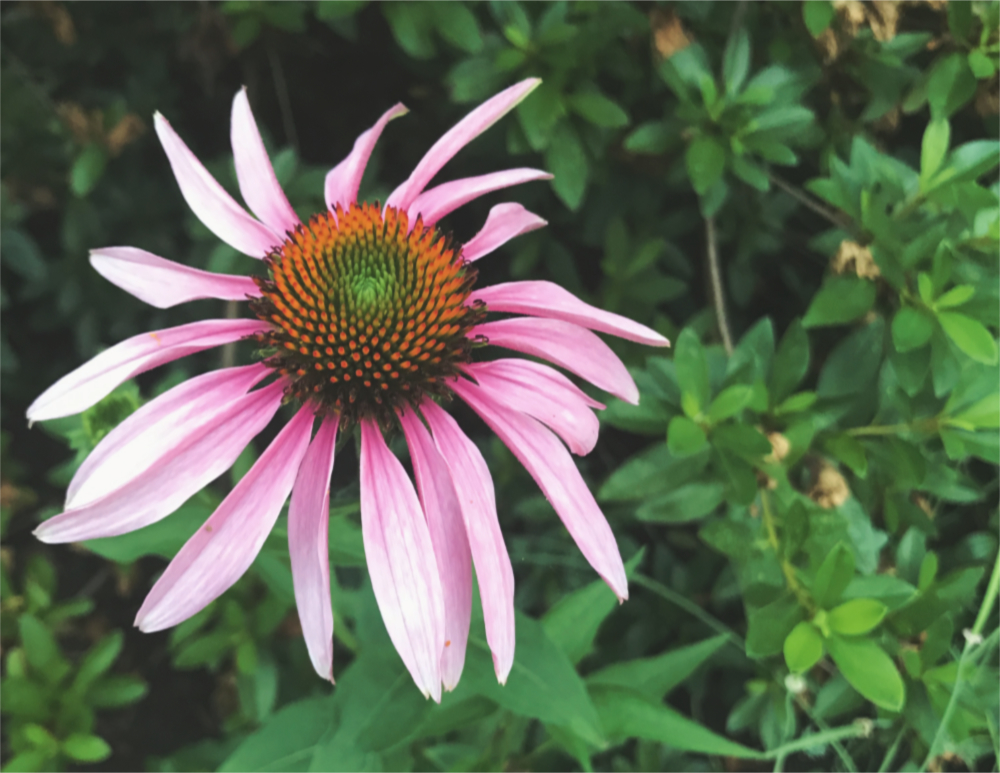 an echinacea flower
