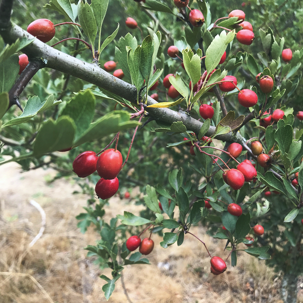 hawthorn berries