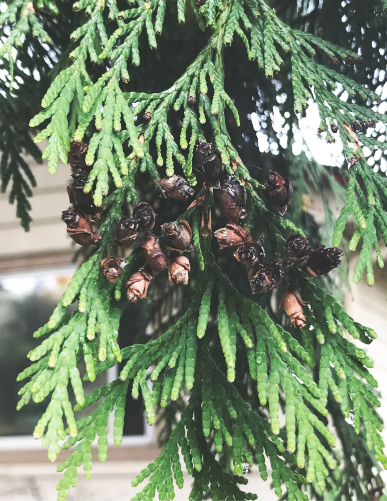 the small cones of western red cedar