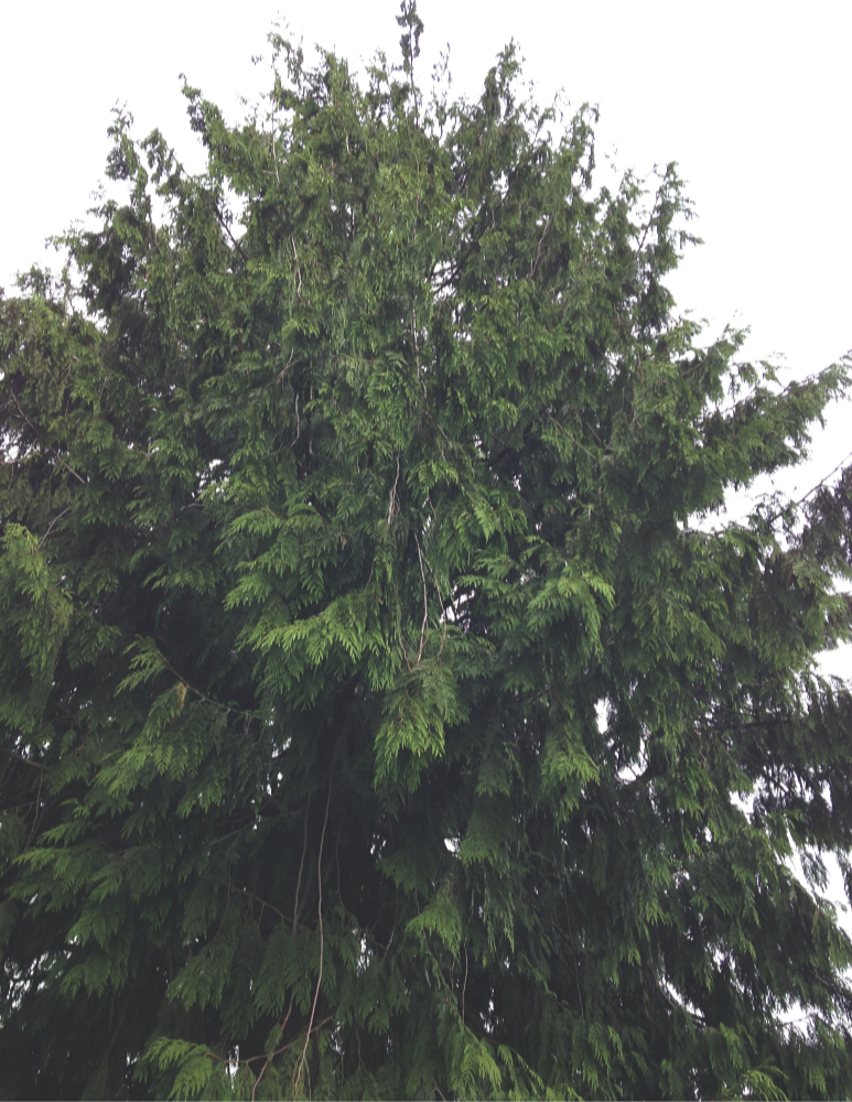 a towering western red cedar against a pale sky