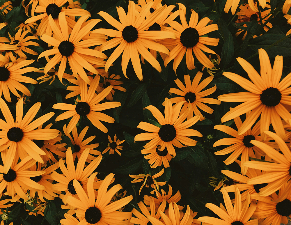 black-eyed Susan flowers