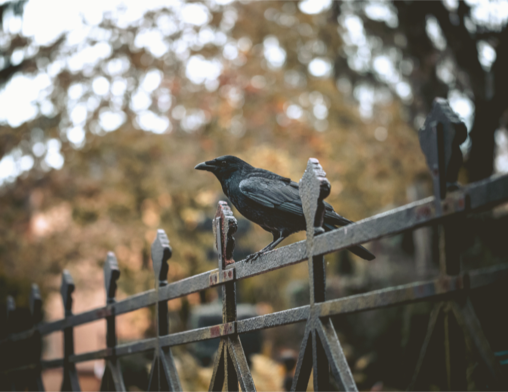a crow on a wrought iron fence in a fall landscape