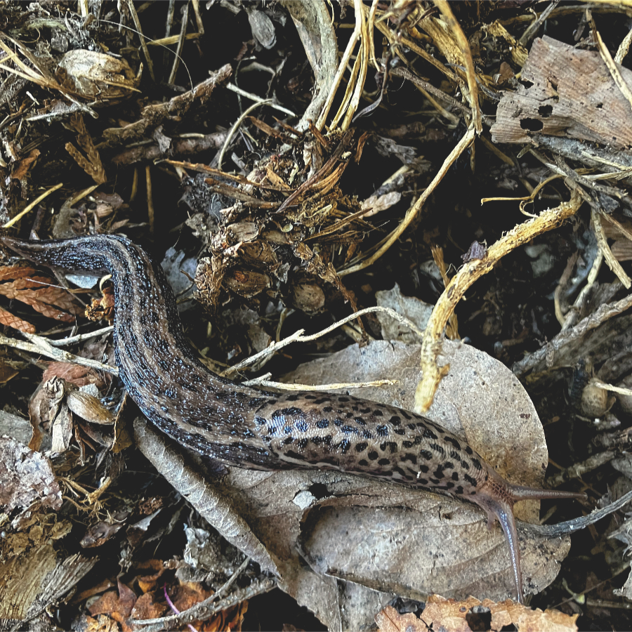 a leopard slug on dead leaves