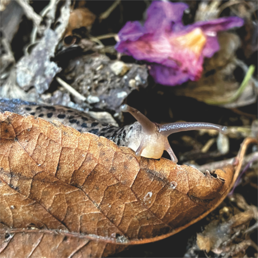 the face of a leopard slug peeking over the edge of a brown leaf