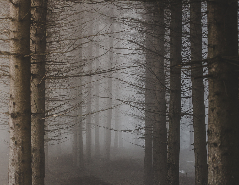a forest of bare branched trees in the fog