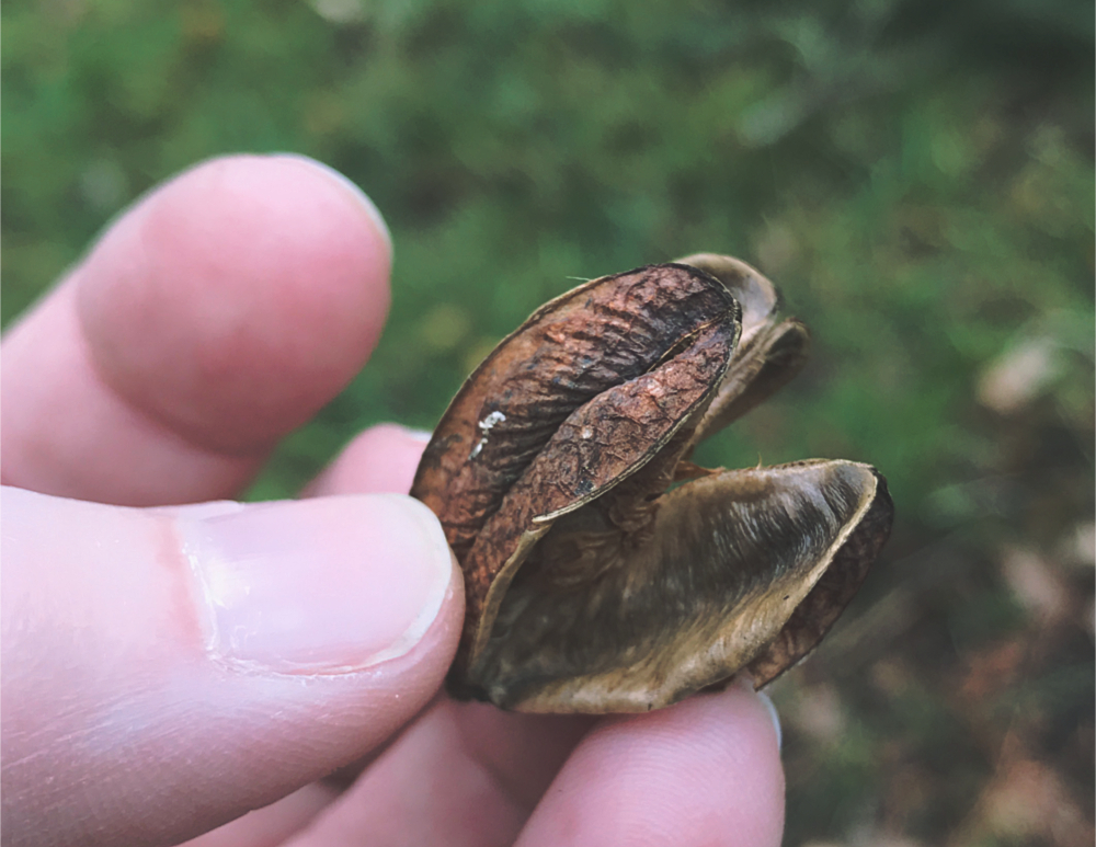 a hand holding an empty seed pod