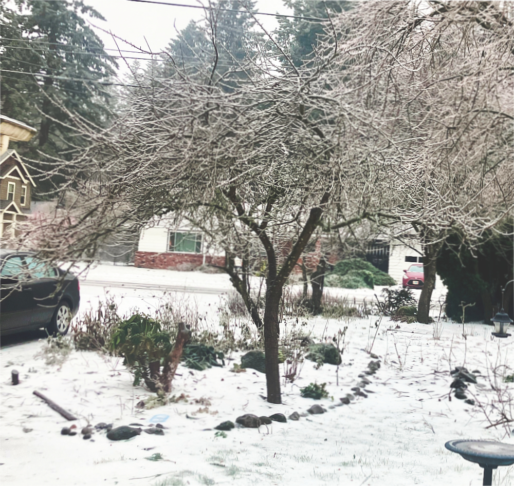 icy trees in the suburbs of Portland