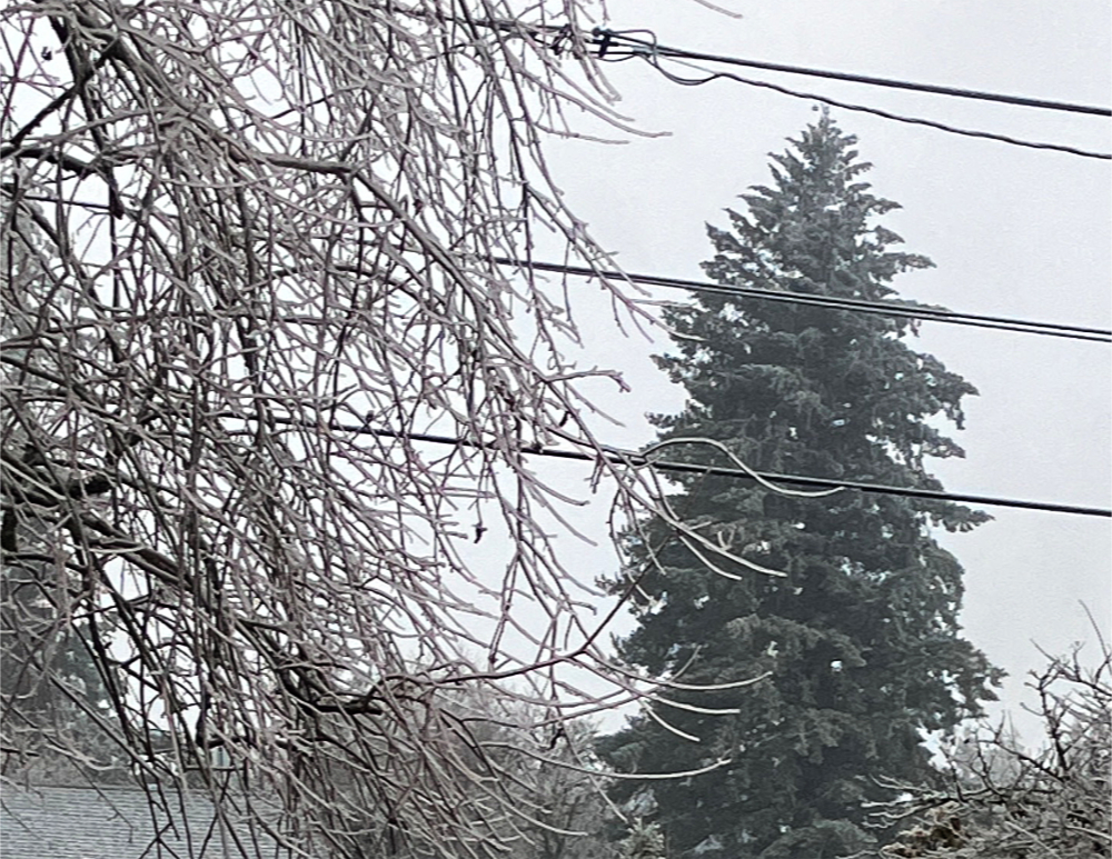 icy persimmon tree branches with a frosty Douglas fir in the background