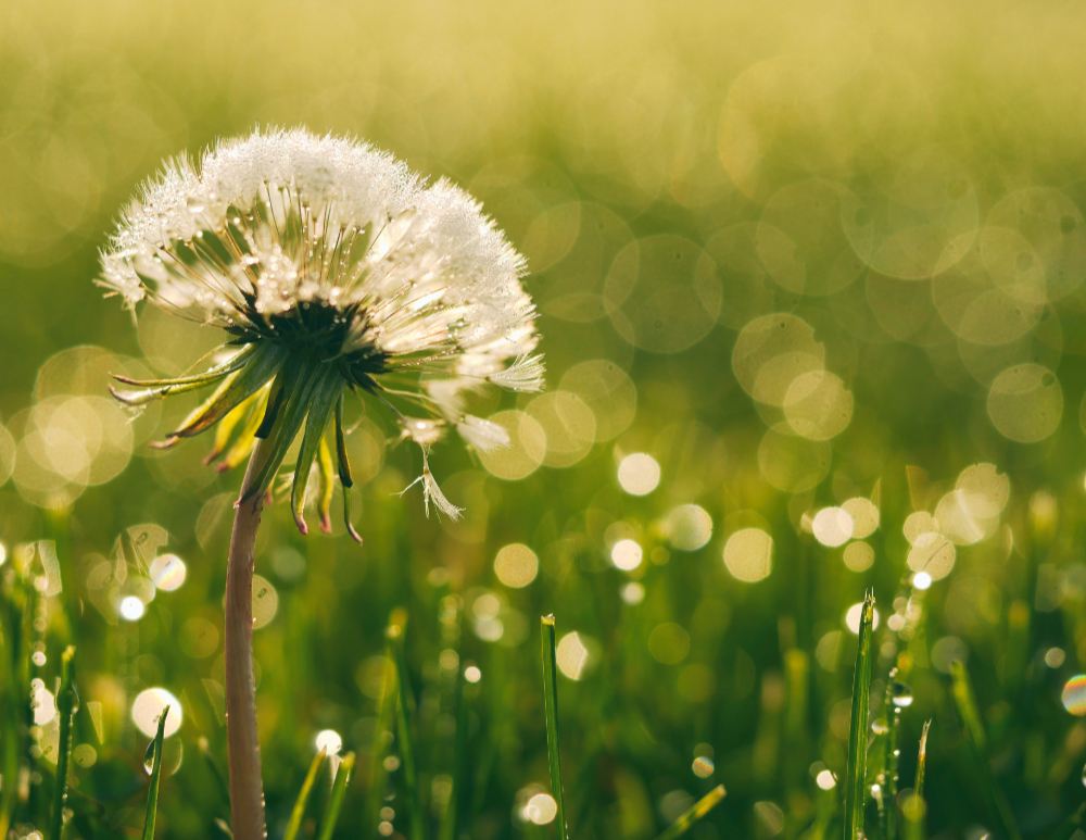 a dandelion seed head spangled with water drops in wet grass