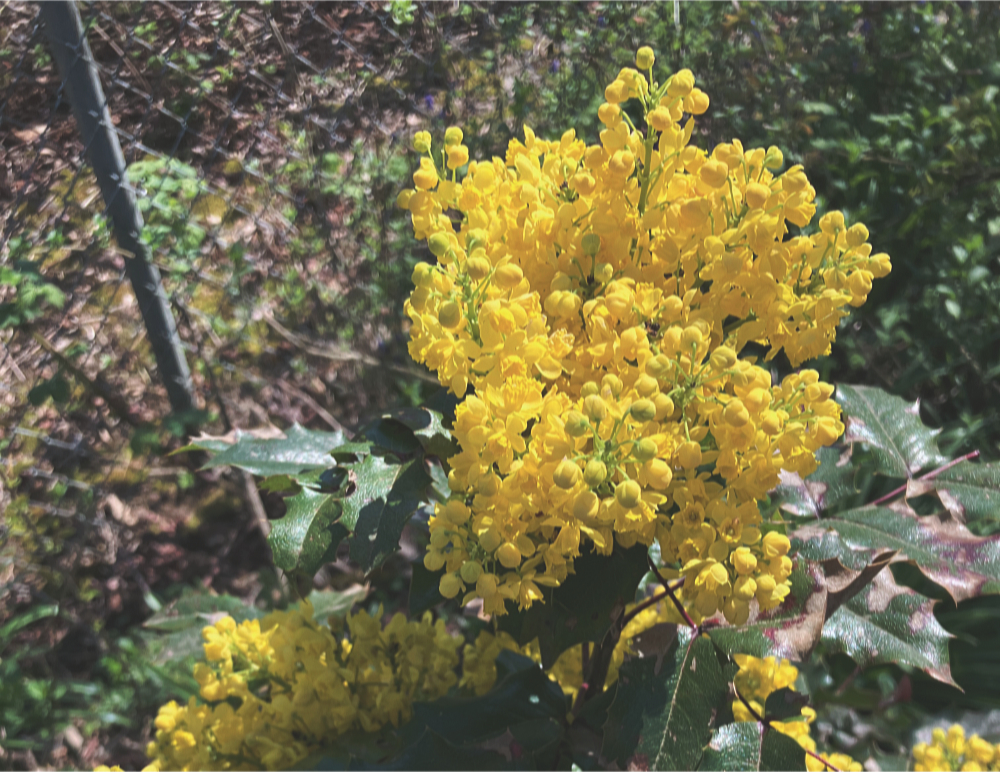 Oregon grape in flower