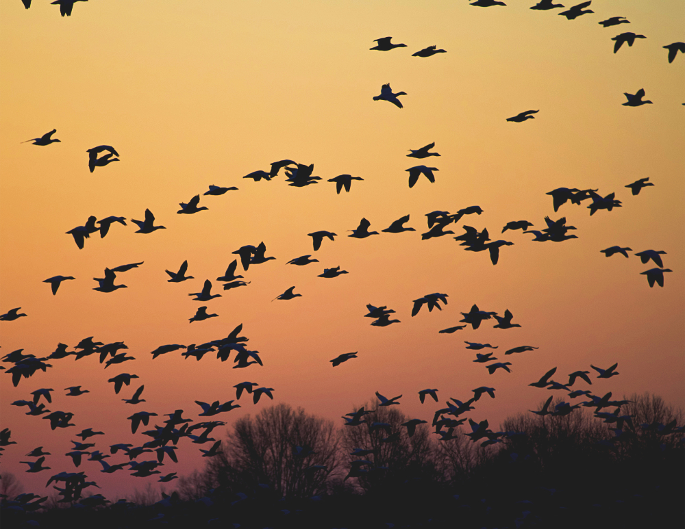 many geese flying across a sunset sky with bare trees silhouetted in the background