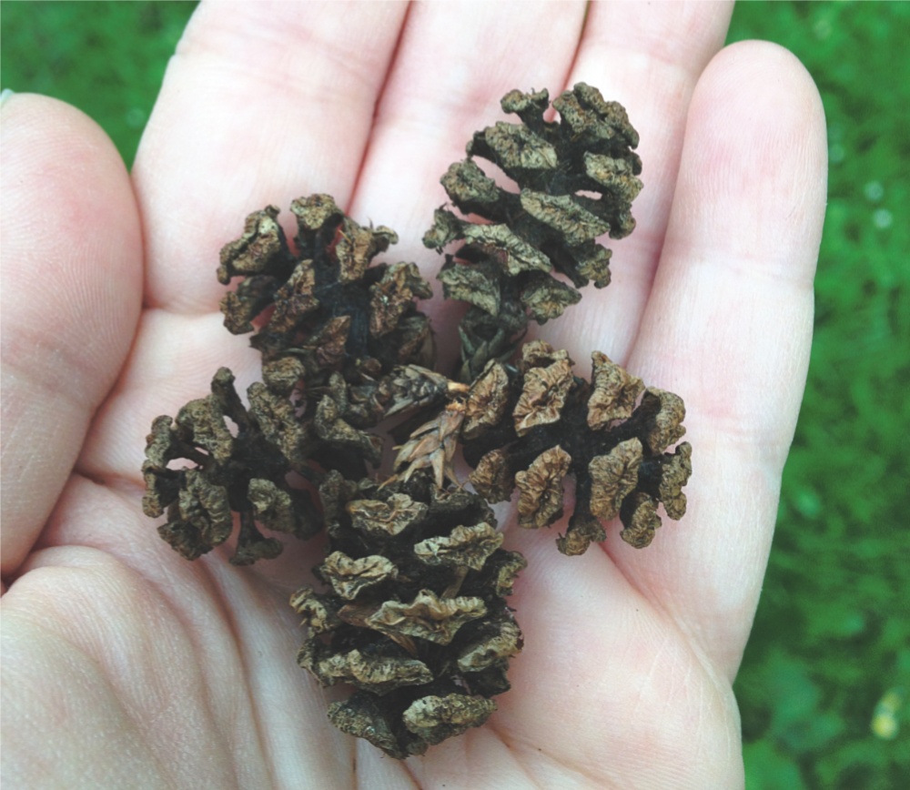 a woman's hand holding five redwood cones