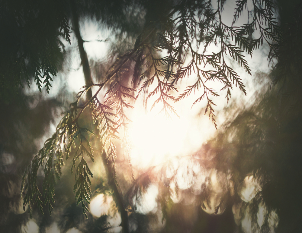 delicate tree branches frame a circle of sunlight