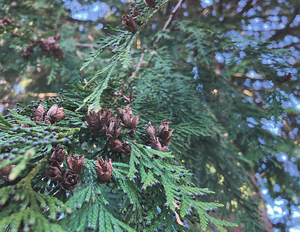Western red cedar foliage and cones