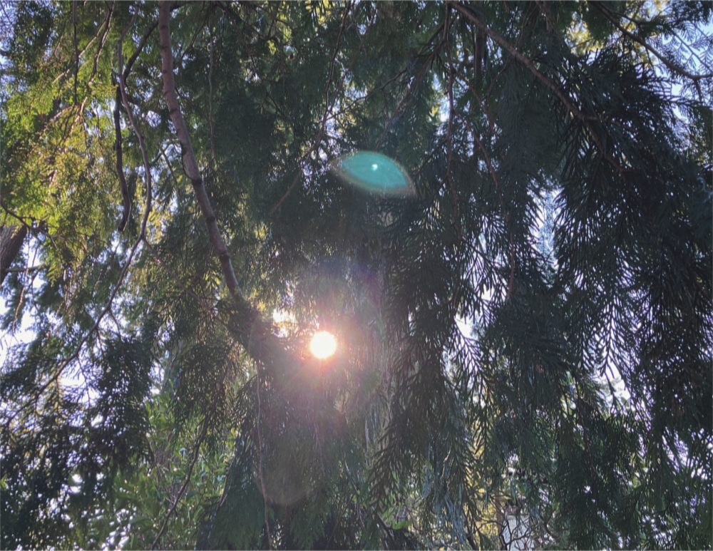 the sun shining through the foliage of western red cedar