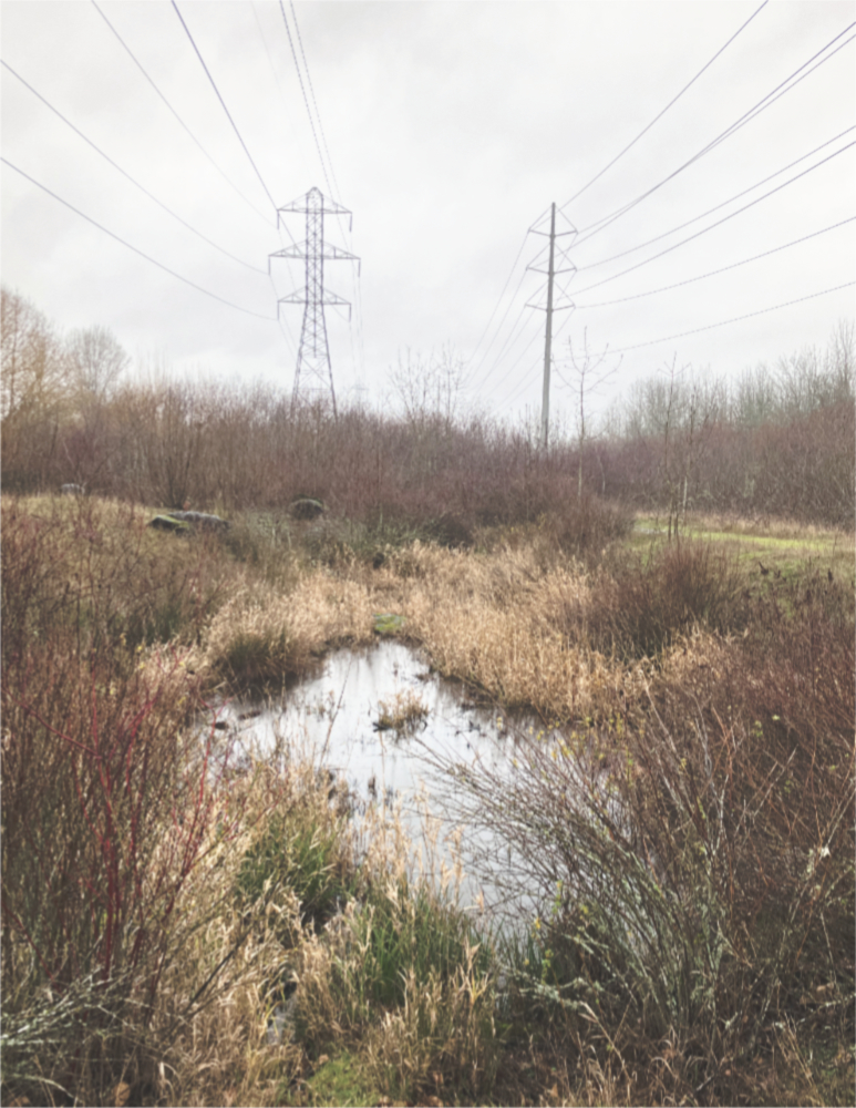 a small pond with still water in a field of tall dried grass and bare shrubs, with power lines running overhead.