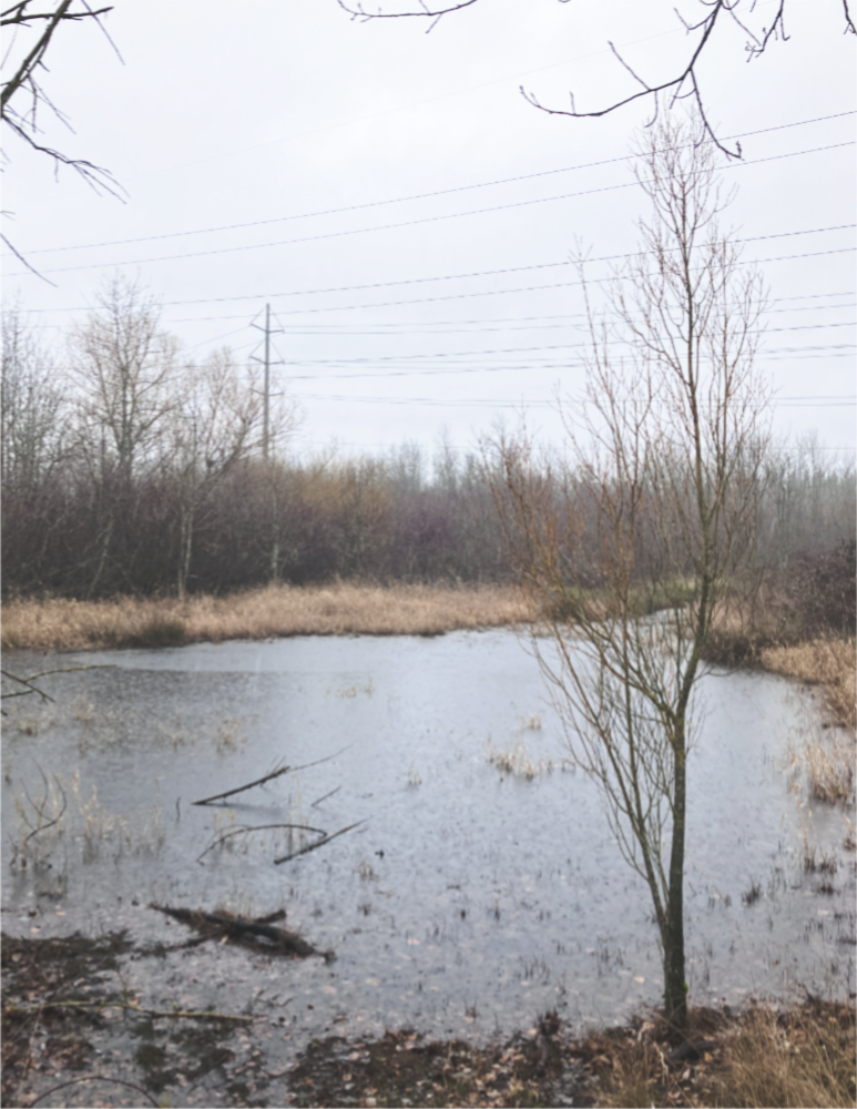 A large pond and bare trees under a gray sky with power lines in the background