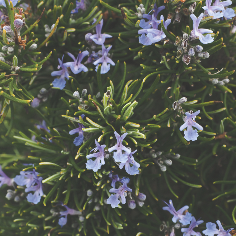 rosemary in bloom