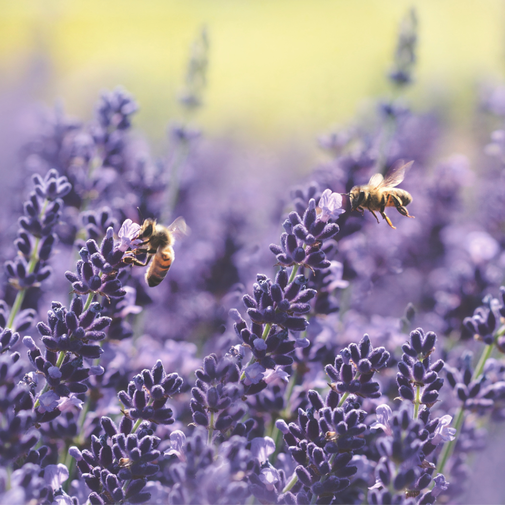 bees visiting lavender blossoms