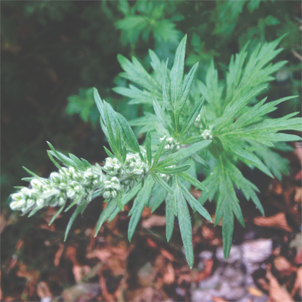 blooming mugwort