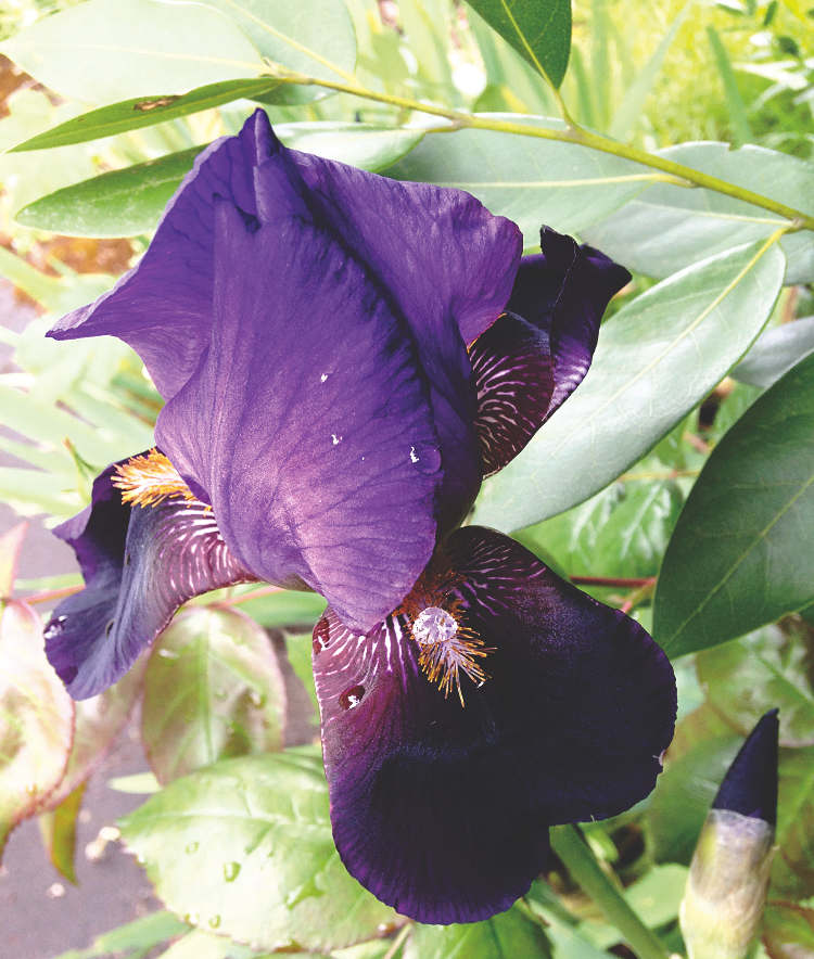 A dark purple iris blossom spangled with water drops