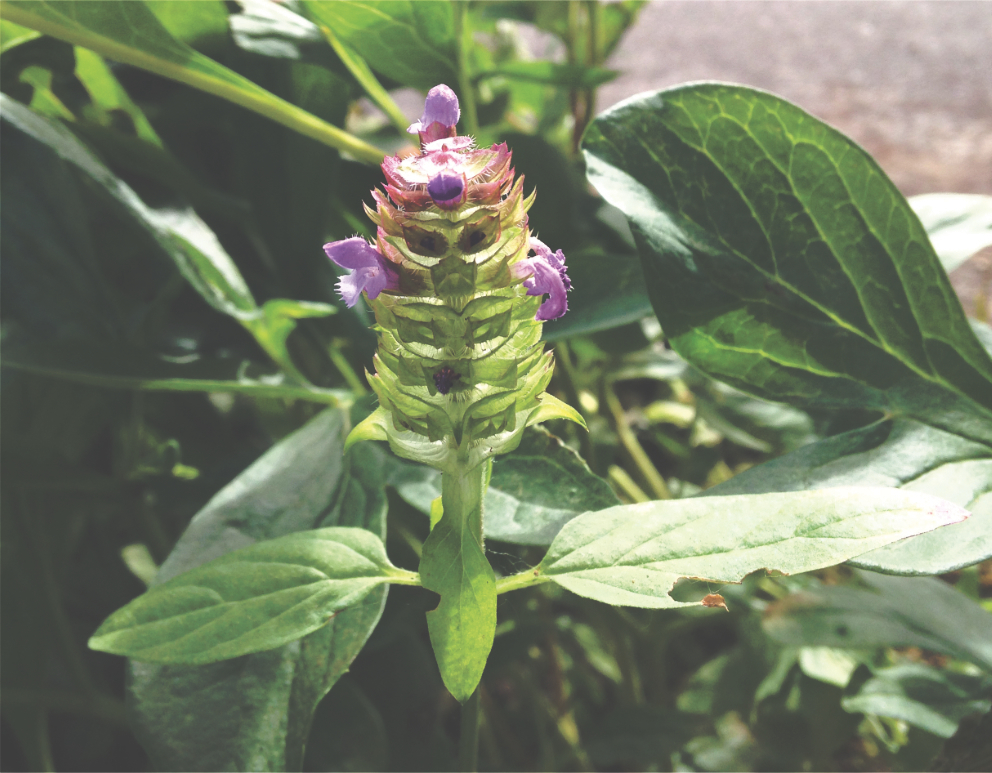 Closeup of a self heal flower just coming into bloom