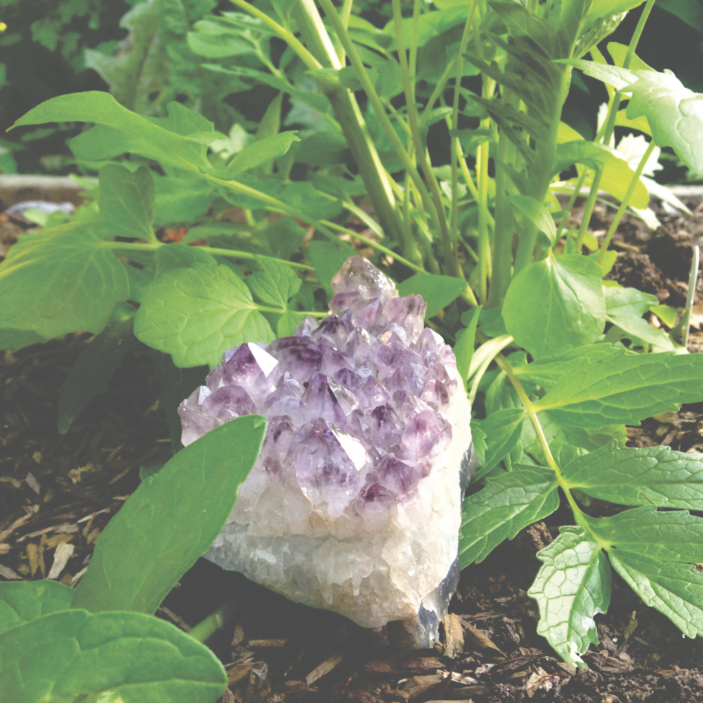 a piece of amethyst resting on the leaves of a valerian plant