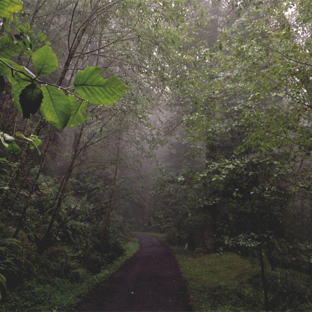 a wide path through a dim, foggy forest