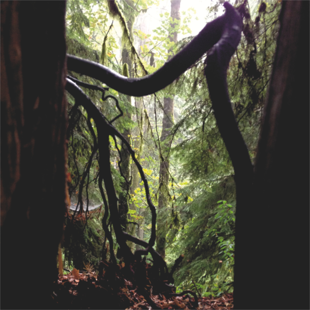 Twisty tree limbs in the forest