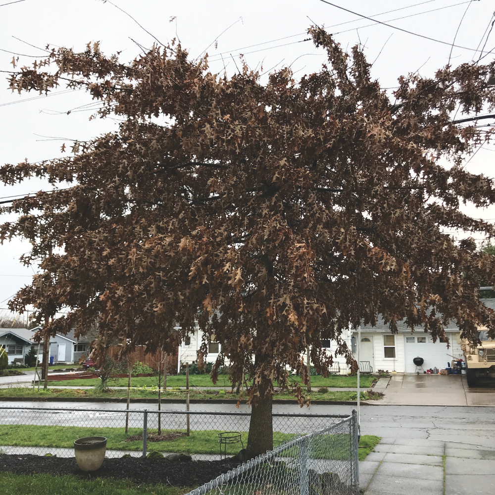 A young oak tree on a rainy street corner. All the leaves are dried and brown but still hang on the tree.