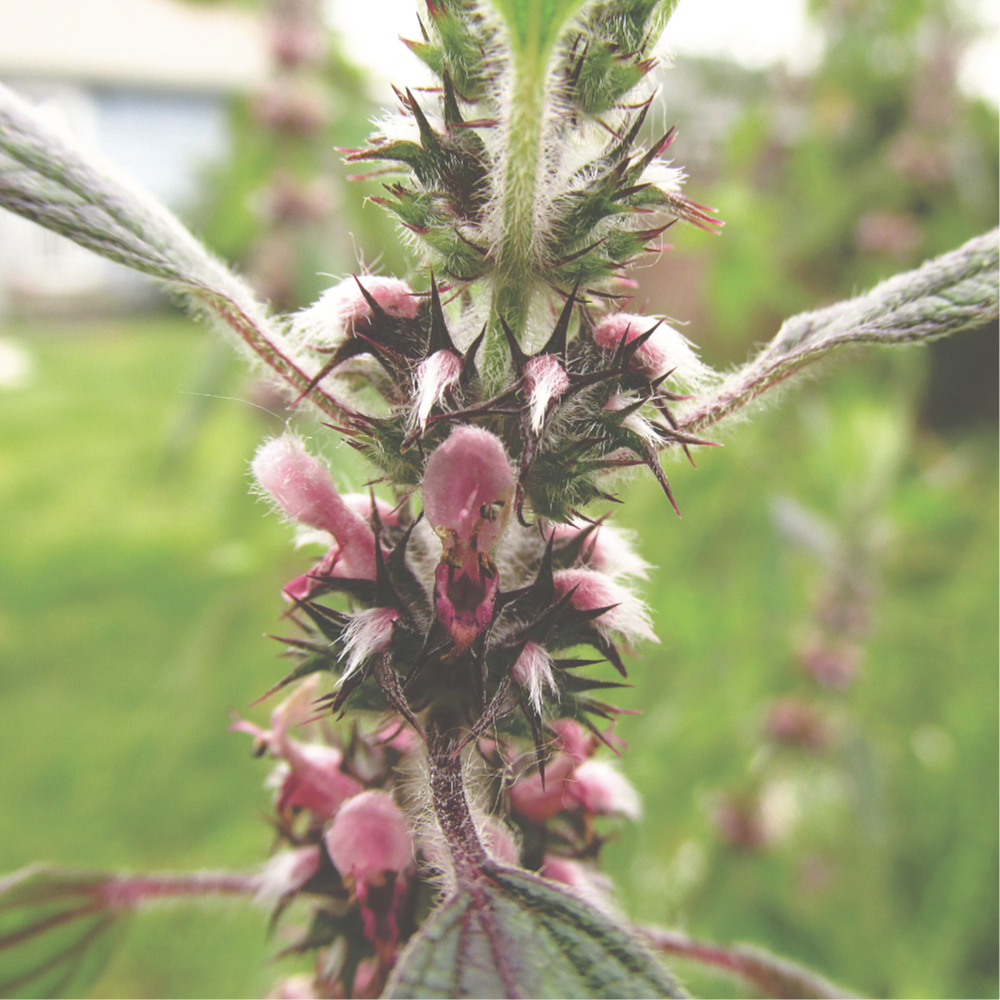 closeup of pink motherwort flowers